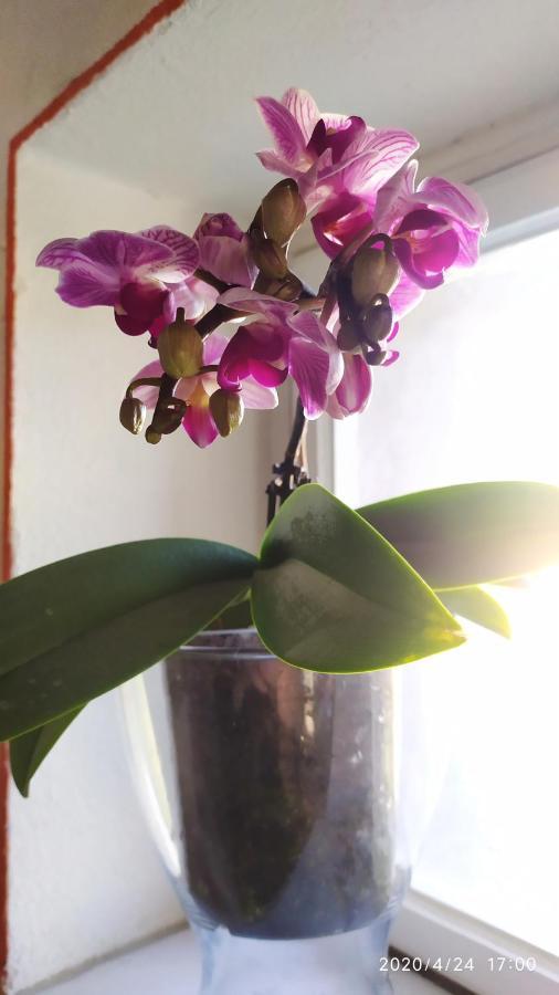 Le Rondini Di San Donato Bed & Breakfast ลุคคา ภายนอก รูปภาพ